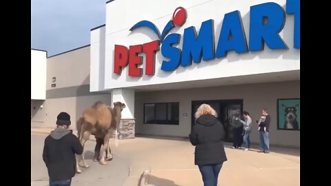 Taking a Camel to the Store