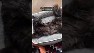 Cat loves to sleep all day