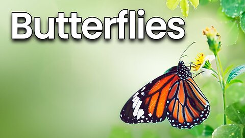 All about Butterflies for Kids: Butterfly Facts and Information for Children