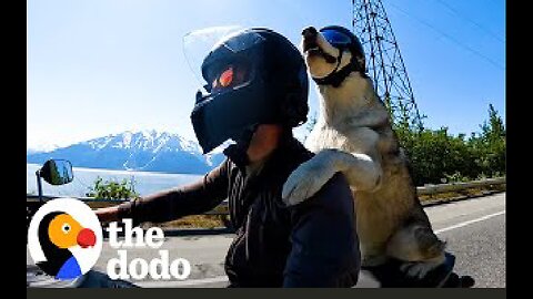 Dog Rides On His Dad's Motorcycle Through All 50 States | The Dodo