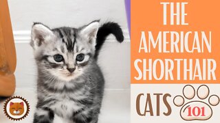 🐱 Cats 101 🐱 AMERICAN SHORTHAIR - Top Cat Facts about the AMERICAN SHORT