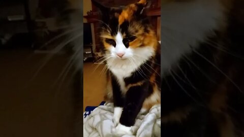 Tortie Cat Kneading Wonderfully