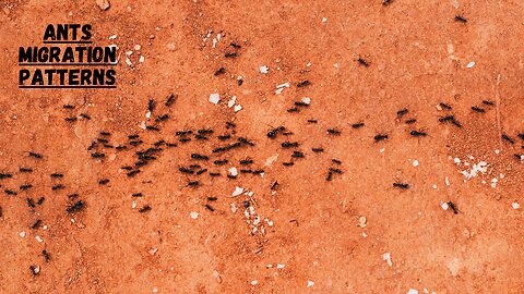 Ants Migration Patterns I Ants Migration