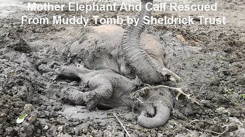Mother Elephant And Calf Rescued From Muddy Tomb by Sheldrick Trust