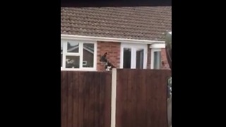 Lonely Bouncing Dog Jumps To See Over The Fence