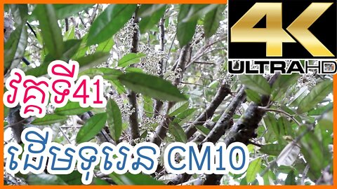 ដើមទុរេន CM10 វគ្គទី 41 / Khmer Agriculture (February 14, 2021)