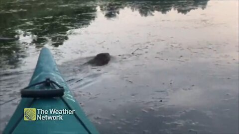 Swimming beaver makes a great kayak companion