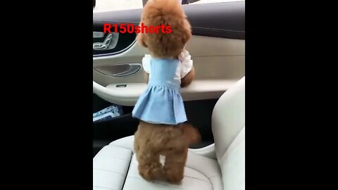 Pappy Dancing Video - pappy Funny Video - Dog Funny Video |#r150shorts |#youtubeshorts |#ytshorts