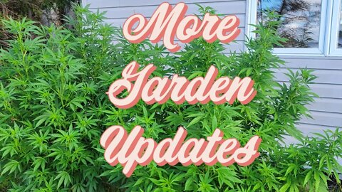 More Garden Updates #MarsHydro #TSW2000 #RootedLeaf