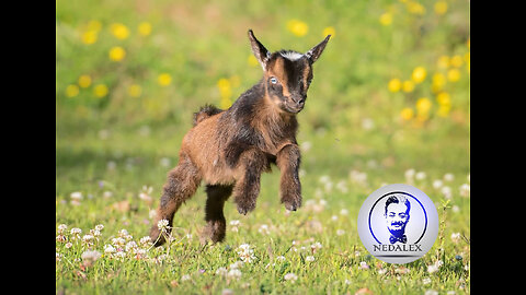 Baby Kid Goats Jumping