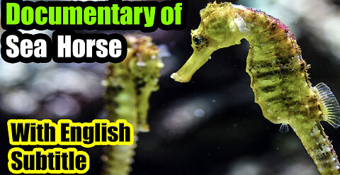 Secrets of the Sea Horse: A Mystical Underwater Odyssey