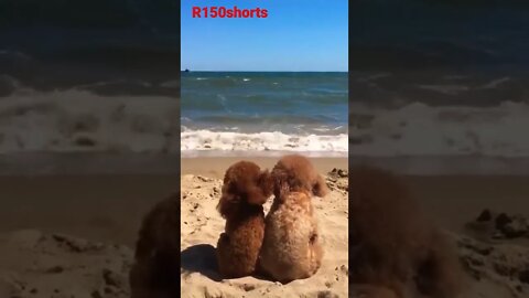 amazing Dog Funny Video - 😁😄😆😄😆😄😆 beach Fun Video #r150shorts |#r150shorts |#youtubeshorts