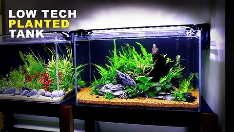 Simple Aquascape for Beginners | Java Moss | Anubias Planted Tank | Planted Aquarium Setup