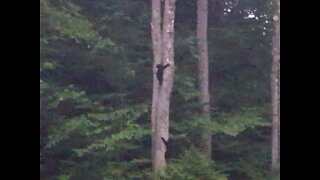 Mama Bear and 3 Baby Bears up the tree ❤