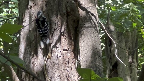 Hairy Wood Peckers antics 😊😊👍