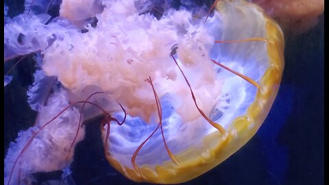 Do Jellyfish know they're ALIVE?