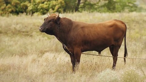 Bull on a summer pasture