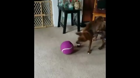 Our Dogs Having A Ball With A Big Ball! Part 2