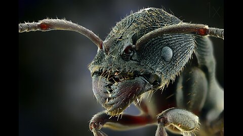 Facts about Ants you didn't know