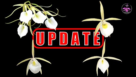 UPDATE 2018-2024 & Correct ID of Brassavola Orchids | 3 DIFFERENT SUCCESSFUL Set Ups #ninjaorchids