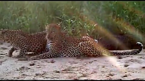 WILDlife: Wild Leopards Pairing in the Morning Sun