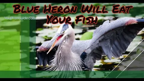 How To Keep Blue Heron From Eating Your Pond Fish ~ Pond TIPS That Will Save YOUR Fish