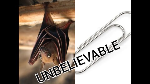 This Bat Has the Weight of a Paper Clip!!