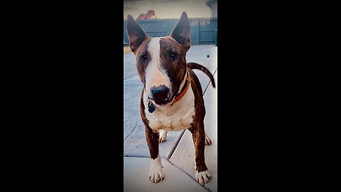 Bull terrier on trampoline