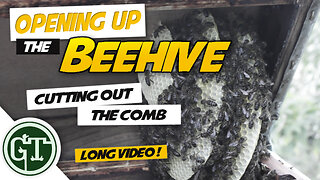 Opening Up the Beehive: Cutting out the comb | Beehive Cut Out