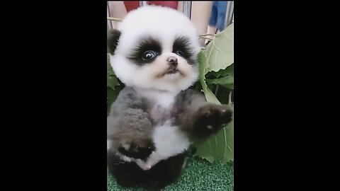 Cutest baby animals Videos Compilation 01