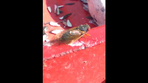 2021 Brood X Cicada Song in Maryland