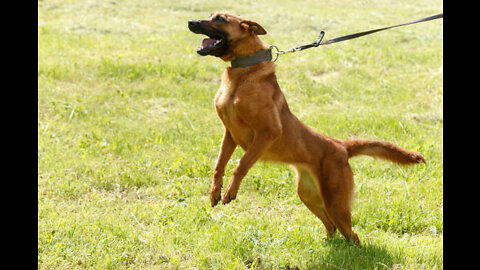 Make Dog Fully Aggressive With Few Simple Tips and Tricks.