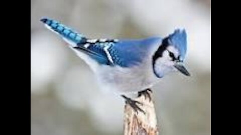 BLUE JAY, A QUICK DRINK AND A SNACK AND I'M OUT OF HERE!