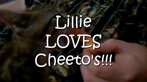 Lillie Loves Cheeto's!