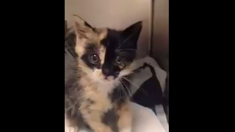 This rescued kitten found in the back of a truck is so full of love!