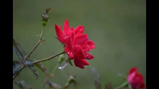 A Walk though the garden after the rain