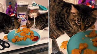 Cats Get Caught Enjoying Their Owner's Meal