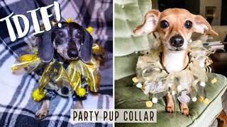 TDIF! Party Pup Collar