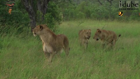 LIONS: Following The Pride 6: Catching An Impala In A Storm