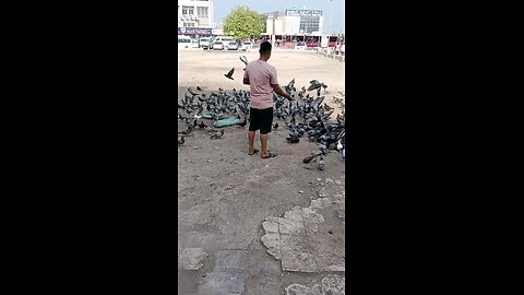love pigeon 🐦🐦🐦🐦