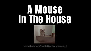 A Mouse In The House