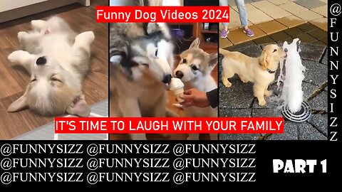 Funny Dog Videos 2024 😂😂 | It's Time TO Laugh With Your Family | Part 1