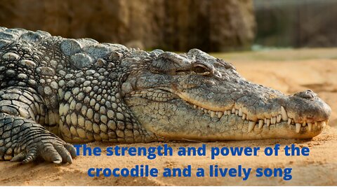 The strength and power of the crocodile and a beautiful song