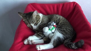 Sweet Little Cat Loves His Plush Toy