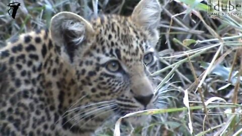 Female Leopard And Cubs Have A Bushbuck For Breakfast