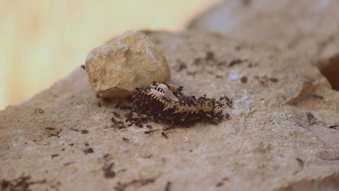 Incredible 4k time lapse featuring feasting ants