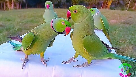 Indian Ringneck Parrot Compilation