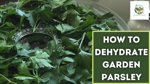 How To Dehydrate Parsley | Fresh From The Garden!