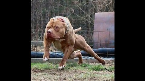 14 Most Aggressive Guard Dogs in the World