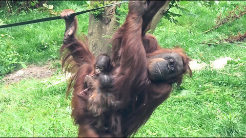 Amazing Orangutan Climbs With Two Babies In Her Arms